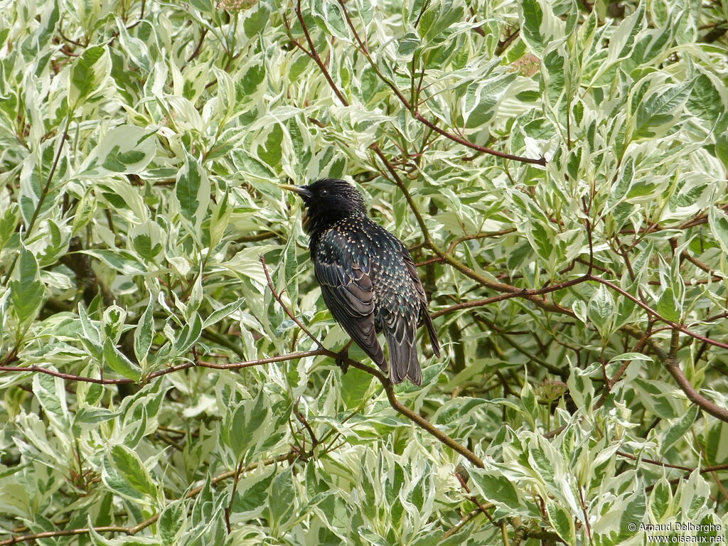 Common Starling