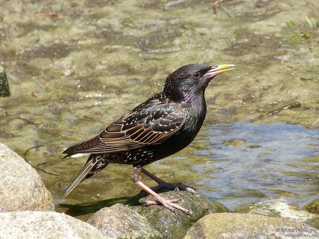 Common Starling