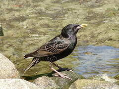 Common Starling