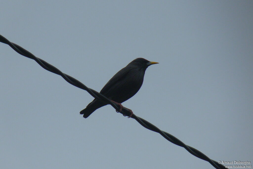 Spotless Starling