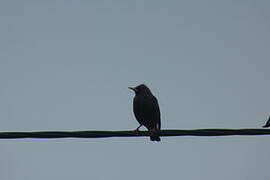 Spotless Starling