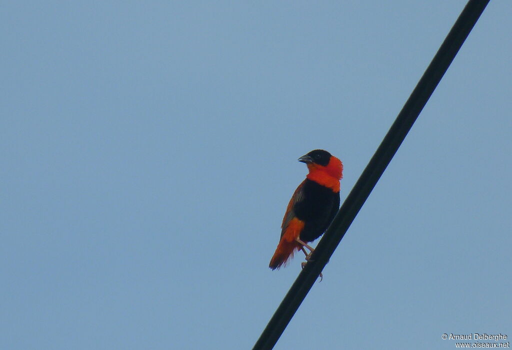 Northern Red Bishop