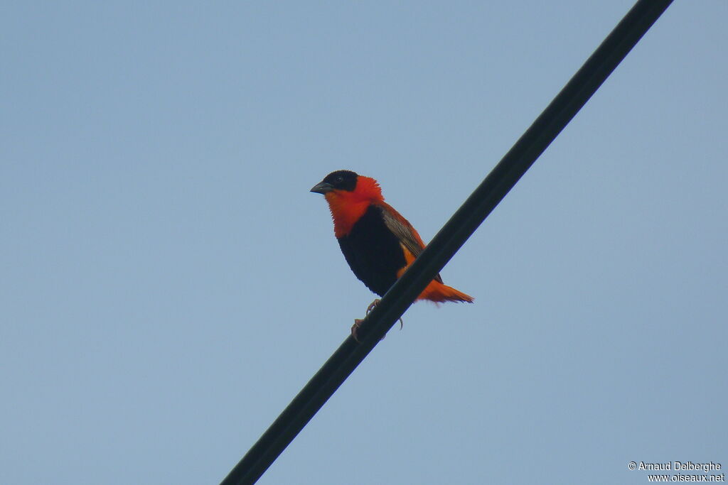 Northern Red Bishop