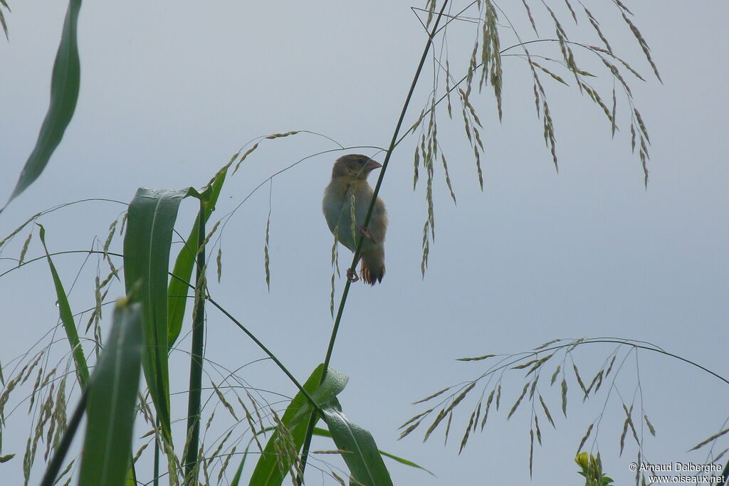 Northern Red Bishop female