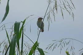 Northern Red Bishop