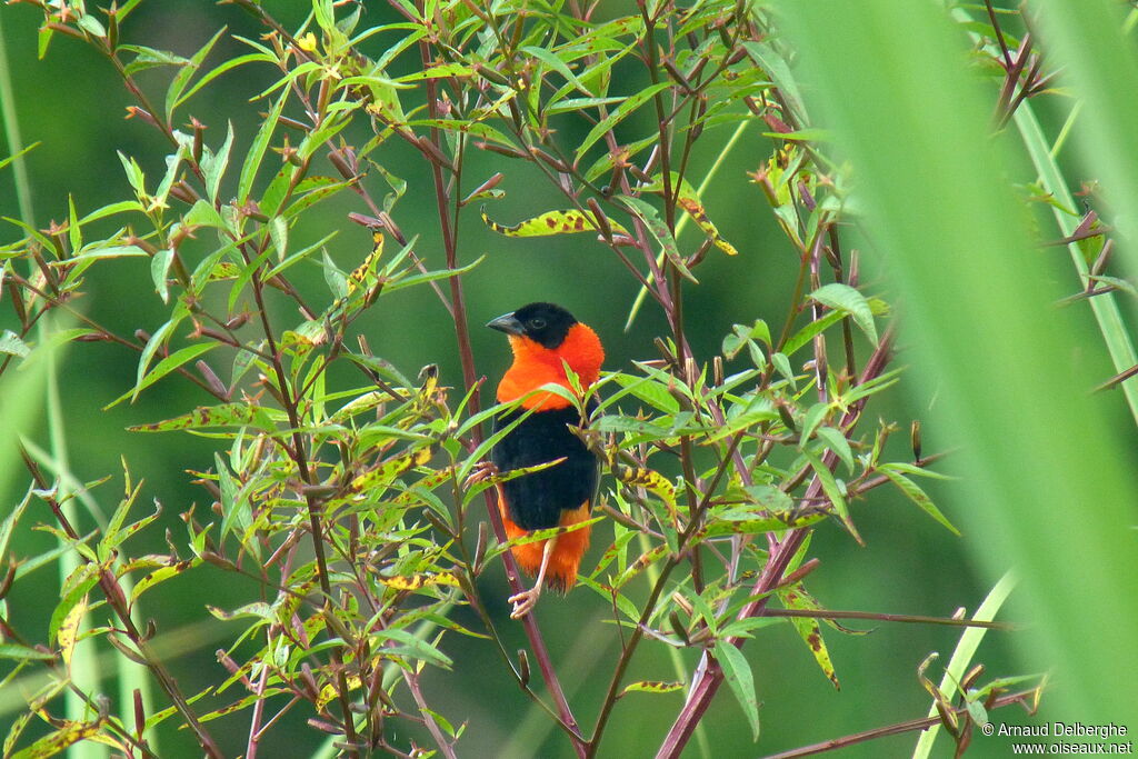 Northern Red Bishop