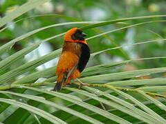 Southern Red Bishop