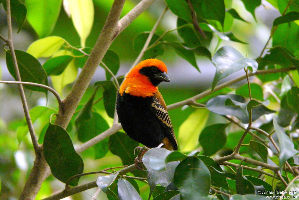 Black-winged Red Bishop