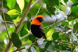 Black-winged Red Bishop