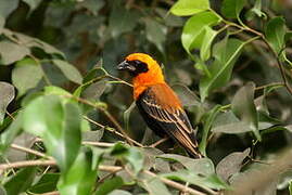 Black-winged Red Bishop