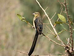 Red-collared Widowbird