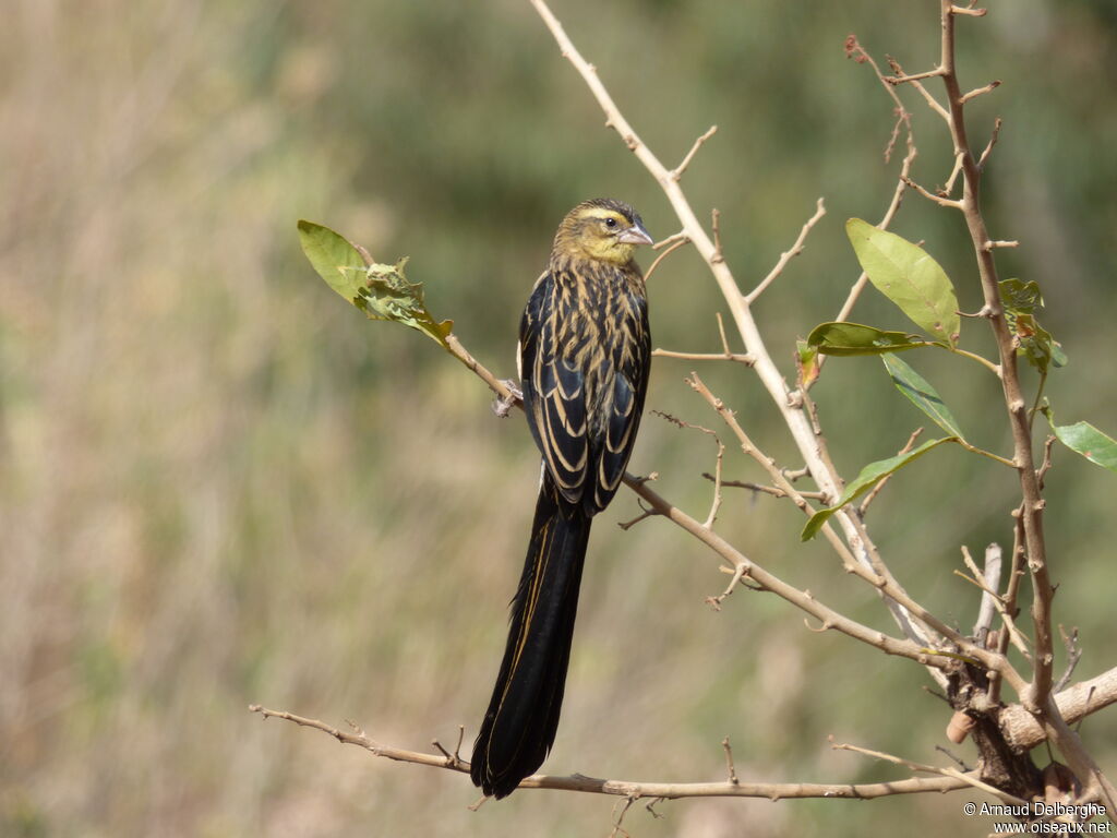 Red-collared Widowbird male adult post breeding