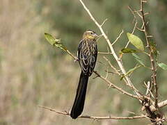 Red-collared Widowbird