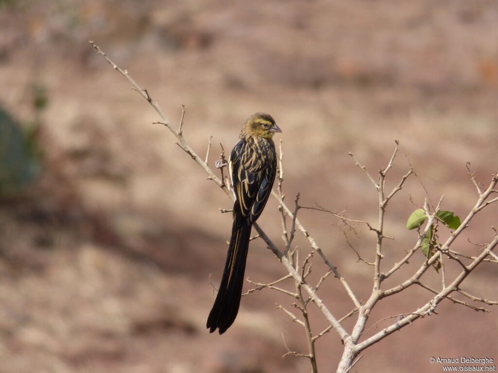 Red-collared Widowbird male adult post breeding