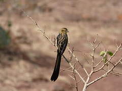 Red-collared Widowbird