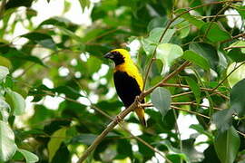 Yellow-crowned Bishop