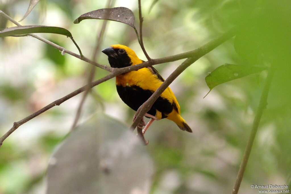 Yellow-crowned Bishop