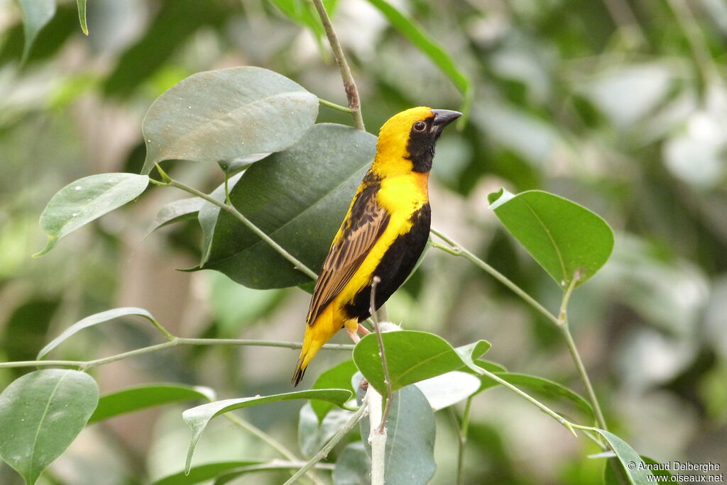 Yellow-crowned Bishop