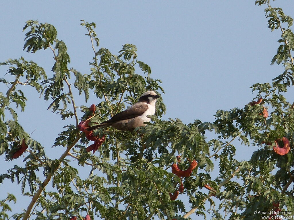 Southern White-crowned Shrike