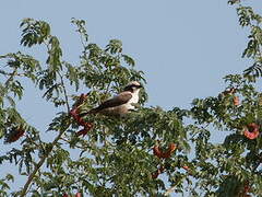 Southern White-crowned Shrike