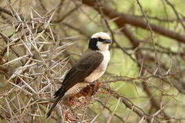 Northern White-crowned Shrike