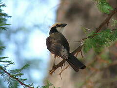 Northern White-crowned Shrike