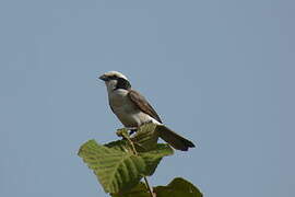 Northern White-crowned Shrike