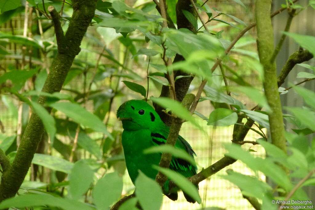 Green Broadbill