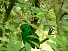 Green Broadbill