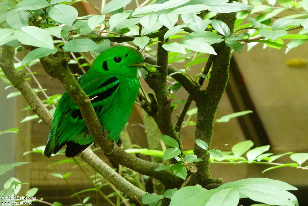 Green Broadbill