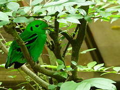 Green Broadbill