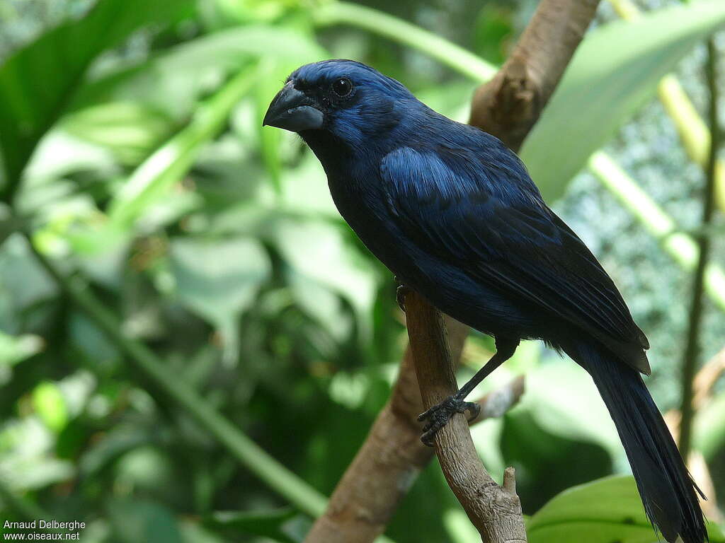 Ultramarine Grosbeak