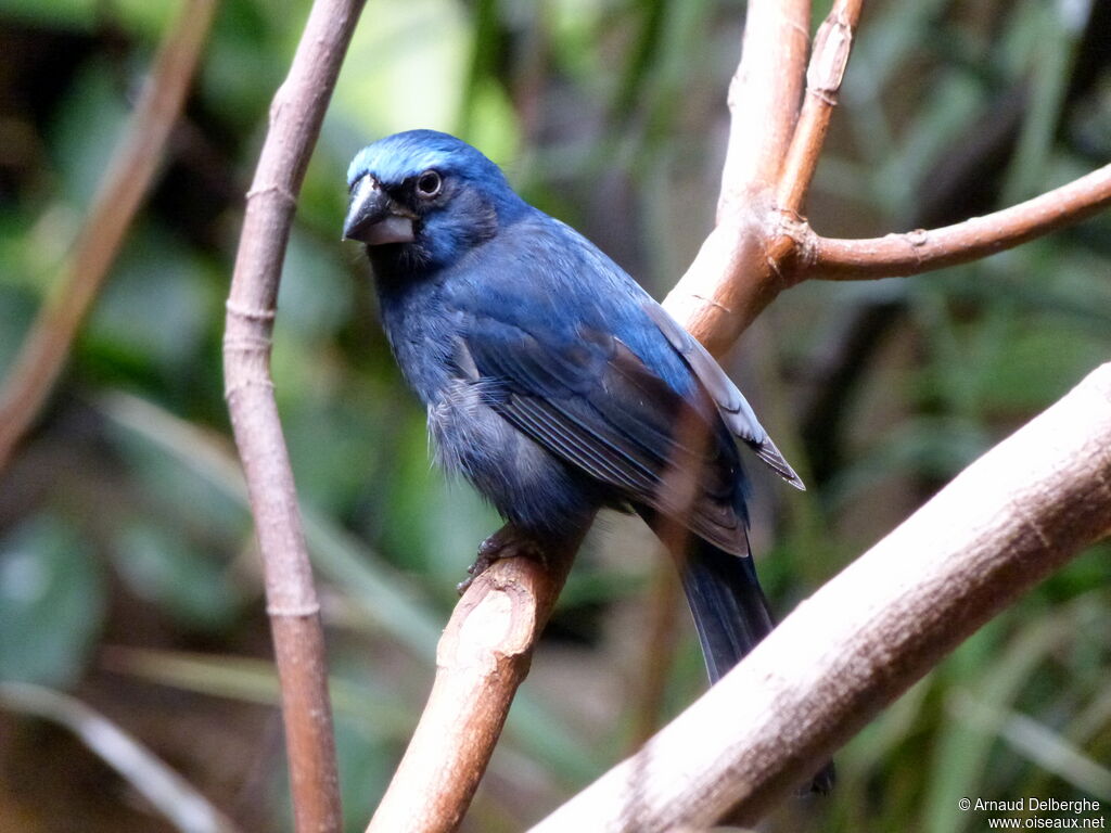 Ultramarine Grosbeak