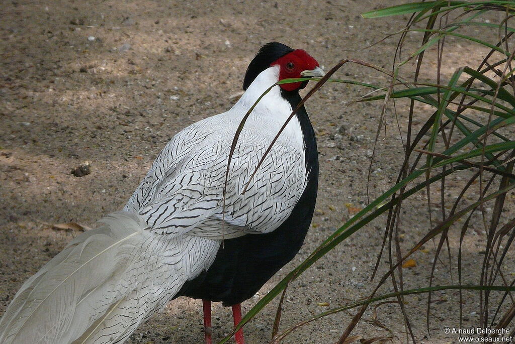 Silver Pheasant