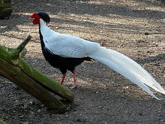 Silver Pheasant