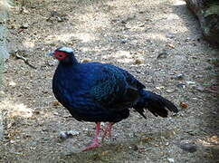 Edwards's Pheasant