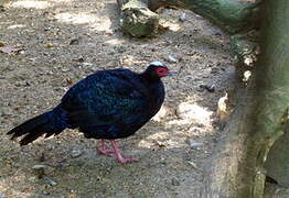 Edwards's Pheasant