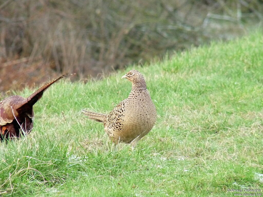 Common Pheasant female