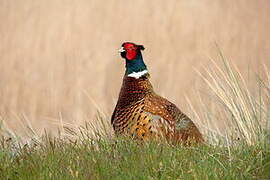 Common Pheasant