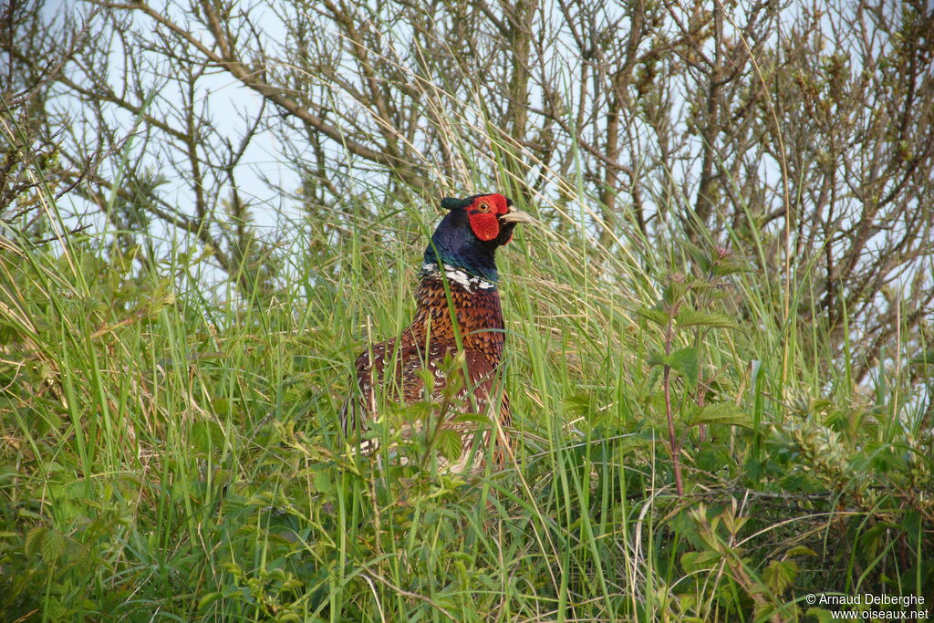 Common Pheasant