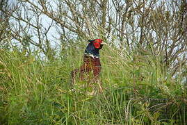 Common Pheasant