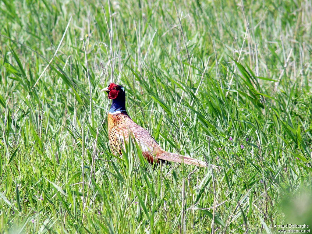 Common Pheasant