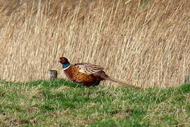 Common Pheasant