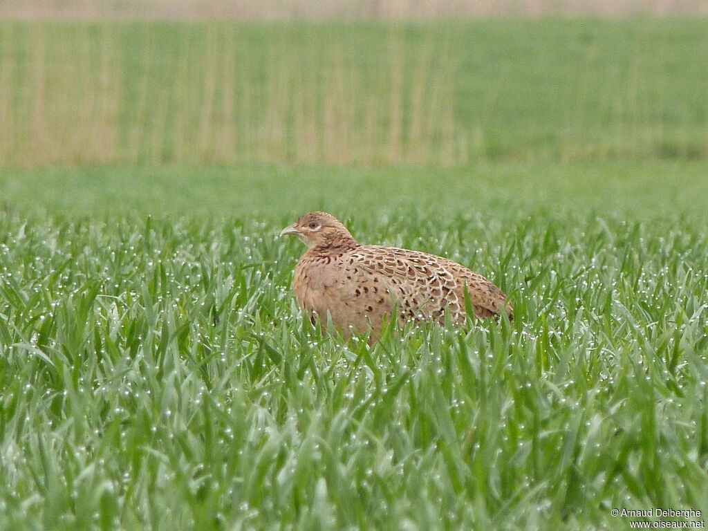 Common Pheasant female