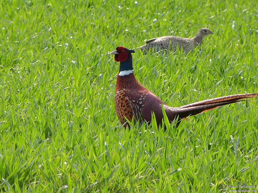 Common Pheasant