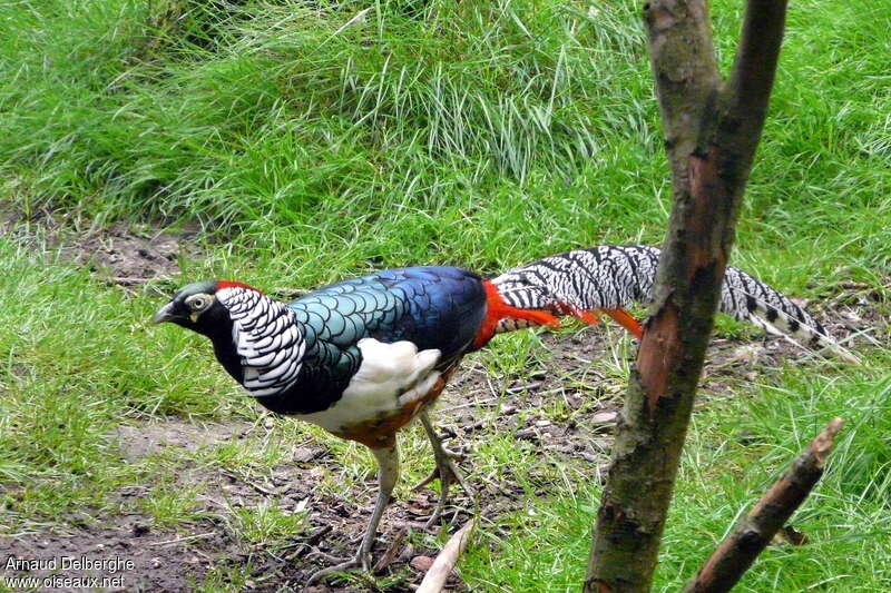 Lady Amherst's Pheasant male adult, identification