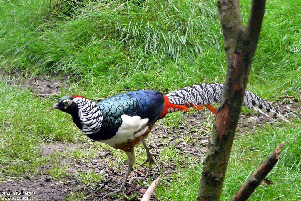 Faisan de Lady Amherst mâle adulte, identification