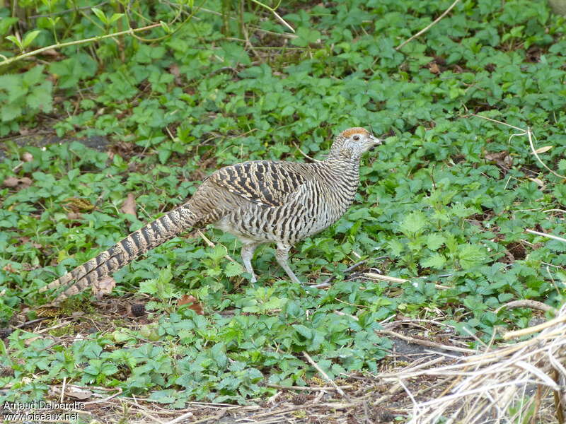 Lady Amherst's Pheasant female adult