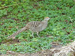 Lady Amherst's Pheasant