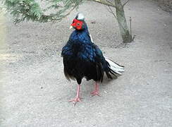 Swinhoe's Pheasant